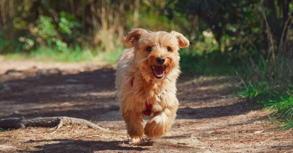 Image-of-dogs-bark-when-walking