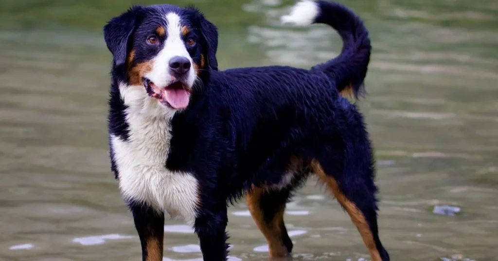 Image of dogs barking for anxiety